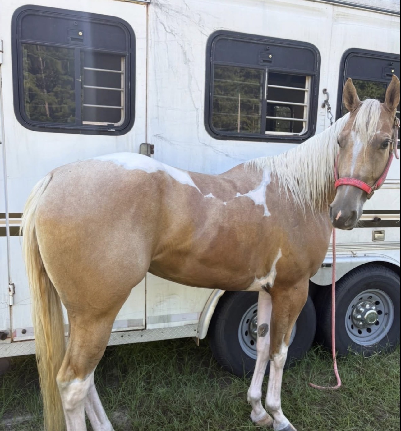 Starlight, a tan and white paint horse in a red halter